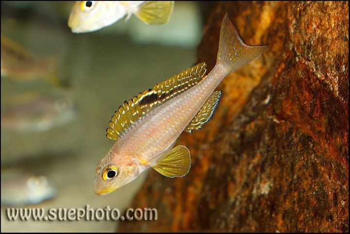 Xenotilapia sp. 'papilio sunflower' Kipili